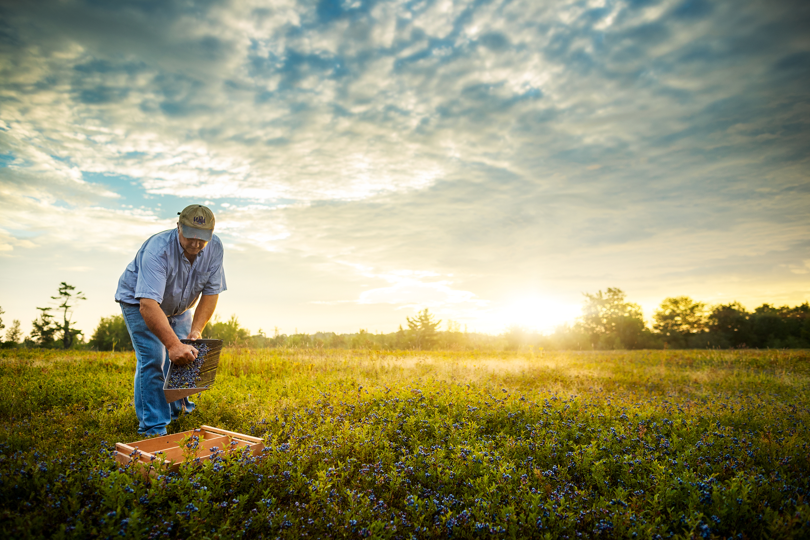 dwp_emhs_blueberry_harvest_080318_COMP01_AND_A